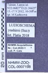 Etiketten zu Ludioschema yushiroi (Suzuki, 1999) (NHMW-ZOO-COL-0007198)